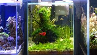 Пресноводный растительный аквариум – нанокуб в демонстрационном зале салона