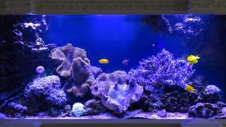 Морской рифовый аквариум объемом 1100 литров с мягкими кораллами