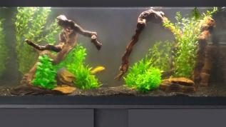 Пресноводный аквариум с искусственными растениями и цихловыми