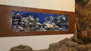 Рифовый аквариум при входе в магазин "Аква Лого на Соколе"