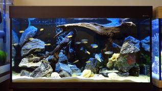 "Каменная пещера" - пресноводный аквариум Аква Плюс объемом 185 литров в салоне Аква Лого