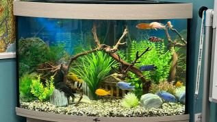 Угловой аквариум с искусcтвенными растениями