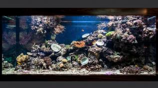 Морское рифовое оформление в аквариуме Аква Лого объемом 2100 литров в салоне "Тропарёво"