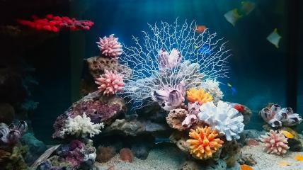 Рыбное море - морское оформление во встроенном аквариуме