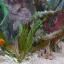 Pryamougolniy-aquarium-persnovodniy-aquarium-s-rasteniyami-v-gluancevoy-oblicovke-3.jpg