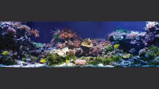 Морское рифовое оформление с жесткими кораллами