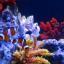 Panoramniy-morskoy-aquarium-Juwel-4.jpg