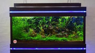 Пресноводный аквариум Аква Лого объемом 500 литров с живыми растениями в салоне