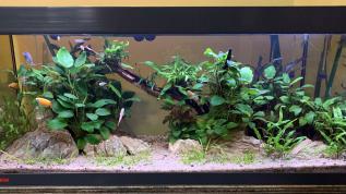 Пресноводное оформление с живыми растениями в аквариуме Eheim Vivaline 180 литров
