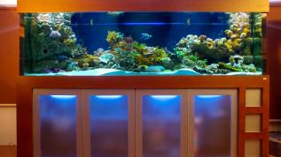 Рифовый аквариум с мягкими кораллами