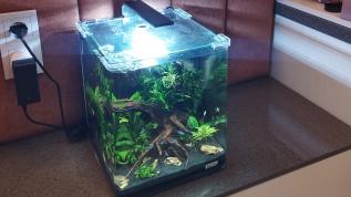 Растительный аквариум в подарок девочке