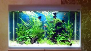 Пресноводное оформление с живыми растениями в аквариуме Aquael Glossy объемом 215 литров