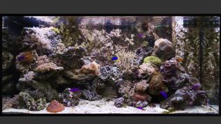 Морское рифовое оформление в готовом аквариуме Juwel RIO 300