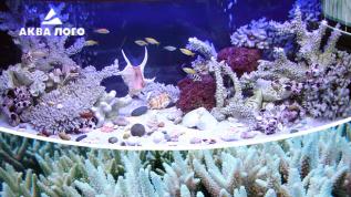 Пресноводное оформление "Псевдоморе"с белыми кораллами Архив. 2006год.