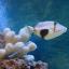 Morskoy-aquarium-Aqualogo-obemom-504-litra-spinorog.jpg