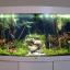 Presnovodnoe-oformlenie-aquariuma-salon-Aqualogo-Peshkov-12-2020.jpg