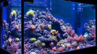 Морской рифовый аквариум – перегородка объемом 730 литров (полгода после запуска)