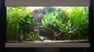 Пресноводное оформление с живыми растениями в аквариуме Биодизайн объемом 300 литров