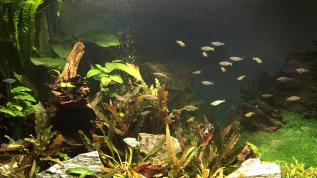 Пресноводное оформление с живыми растениями в 300-литровом аквариуме