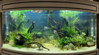 Пресноводное оформление с живыми растениями в панорамном аквариуме Аква Лого объемом 470 литров