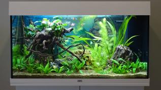 Пресноводное оформление с живыми растениями в аквариуме Juwel RIO 125 литров