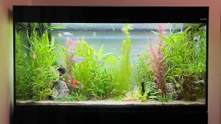 Пресноводное оформление с живыми растениями в аквариуме Aquael Glossy 120