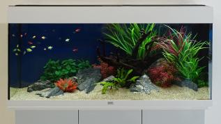 Пресноводное оформление аквариума объемом 180 литров с искусственными декорациями