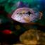 Aqualogo-aquarium-pod-lestnitsei-riby-3.jpg