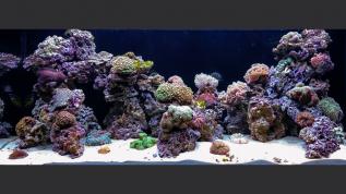 Морское оформление «Риф с жесткими кораллами»