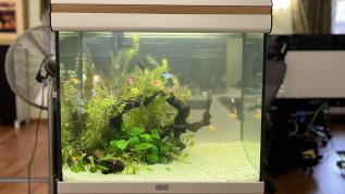 Растительный аквариум с тернециями Glofish и скаляриями в живой уголок в офисе
