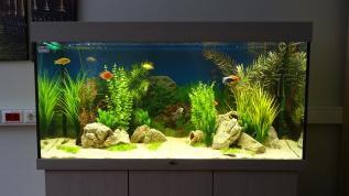 Экспресс-оформление аквариума с искусственными растениями