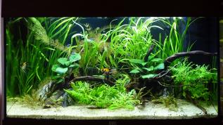 Пресноводное оформление с живыми растениями в аквариуме Juwel RIO