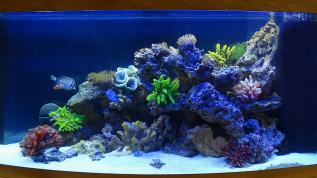 Морское оформление в аквариуме Juwel Vision объемом 260 литров
