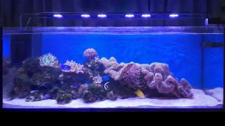 Морской рифовый аквариум объемом 500 литров