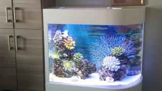 Угловой дуговой аквариум объемом 220 литров в стиле "Рыбное море"