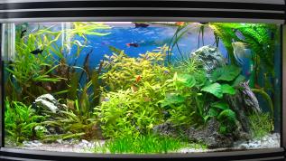 Пресноводное оформление с живыми растениями в аквариуме Биодизайн объемом 200 литров