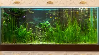 Пресноводное оформление с живыми растениями и Glo-fish