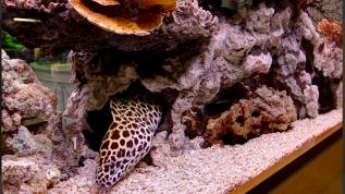 Морское оформление с муреной и встроенной в аквариум декорацией