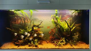 Пресноводное оформление с живыми растениями в аквариуме объемом 432 литра