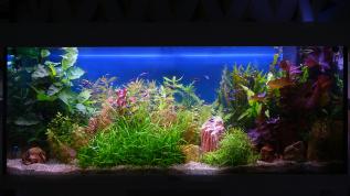 Пресноводное оформление с живыми растениями в аквариуме Juwel объемом 240 литров