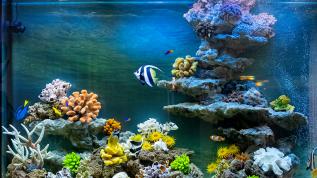 Морское оформление "рыбное море" в аквариуме объемом 860 литров