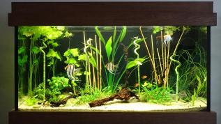 Переоформление аквариума с растениями. Объем аквариума 330 литров