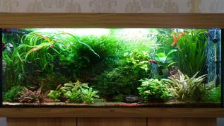 Пресноводное оформление с живыми растениями в аквариуме Juwel объемом 240 литров