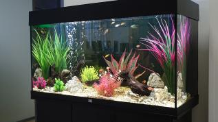 Пресноводное оформление в аквариуме Juwel RIО в офисе