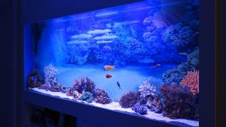 Морской аквариум в стене