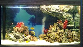 Морское оформление «Рыбное море» в аквариуме 1100 литров