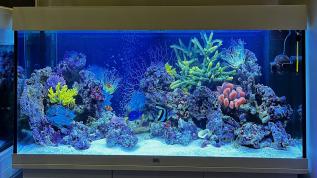 Морское оформление для детской комнаты в аквариуме Juwel RIO 240 литров