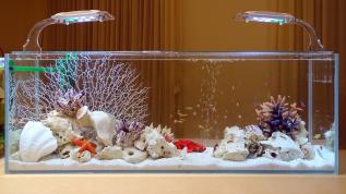 Пресноводное оформление в стиле "Псевдоморе" в открытом аквариуме объемом 108 литров