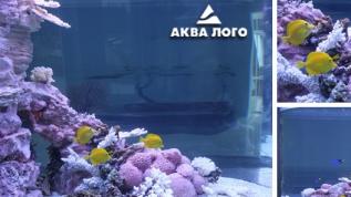 Морское оформление "Рыбное море" аквариум на просвет. Архив. 2007 год.