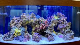 Оформление в стиле «Рыбное море» в аквариуме Juwel Vision 260 LED